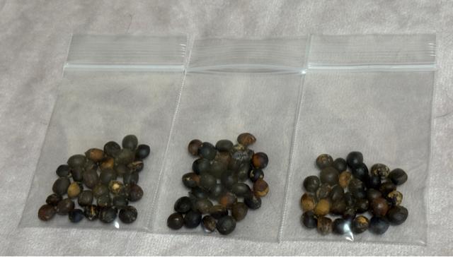 ナンキンハゼの種 < ペット/手芸/園芸  ナンキンハゼの種 < ペット/手芸/園芸の