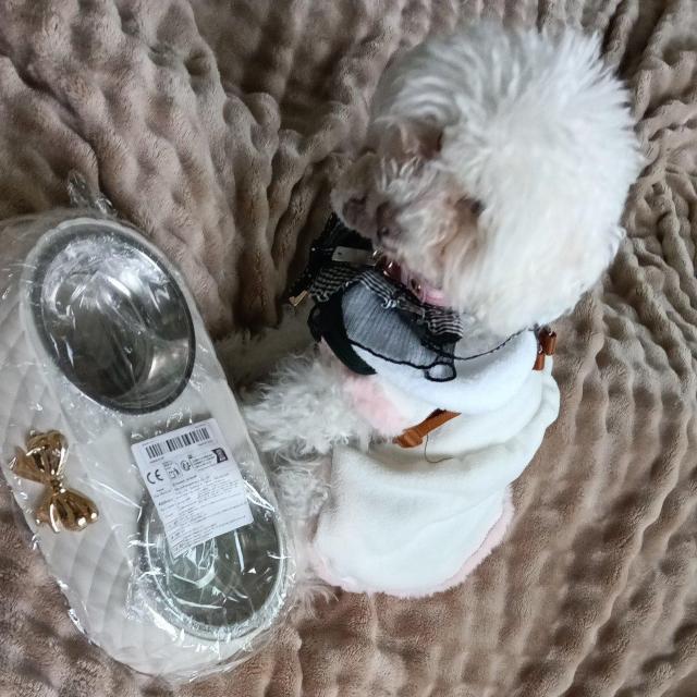 S[WXȃybgpt[hMVi   ybg/|/| 