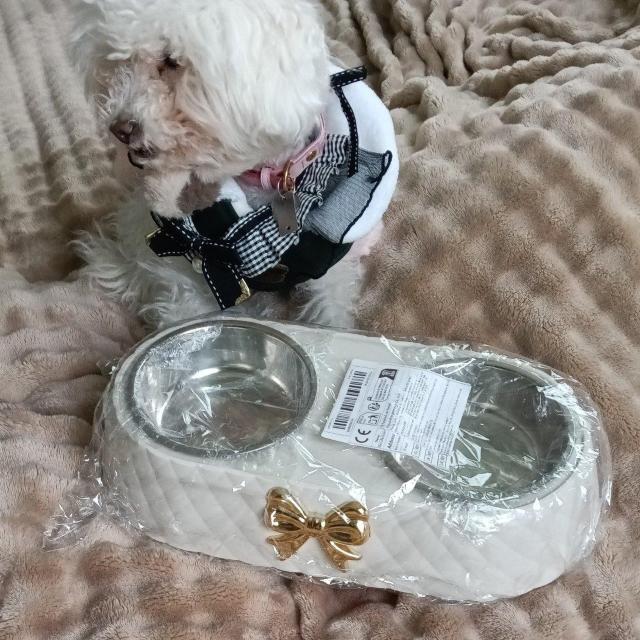 S[WXȃybgpt[hMVi  ybg/|/| 