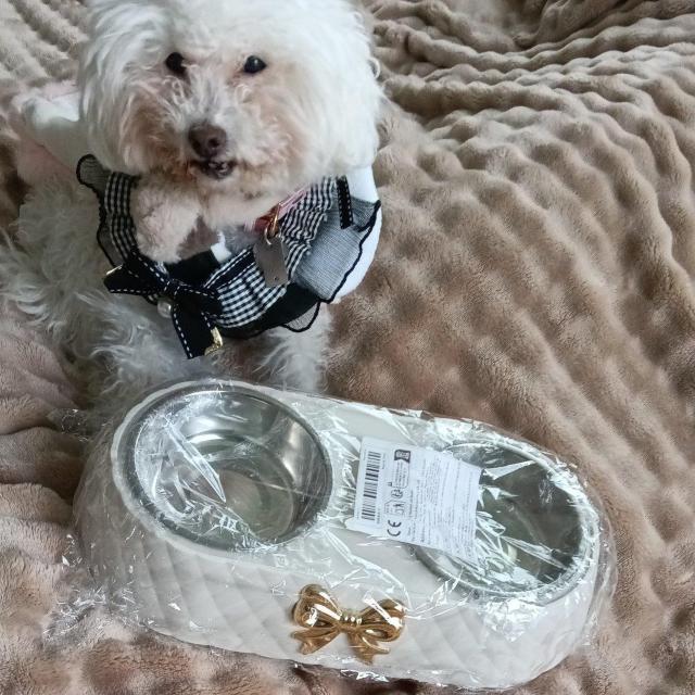 S[WXȃybgpt[hMVi  ybg/|/| 