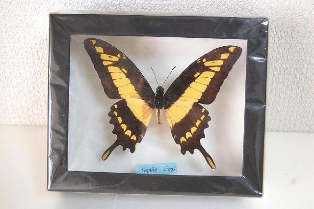 ◆蝶 標本 タスキアゲハ ペルー産 未開封中古品 < ホビー  ◆蝶 標本 タスキアゲハ ペルー産 未開封中古品  < ホビーの
