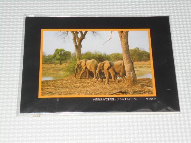 ポストカード ザンビア・ナミビア・ジンバブエ 9枚セット < ホビー  ポストカード ザンビア・ナミビア・ジンバブエ 9枚セット < ホビーの