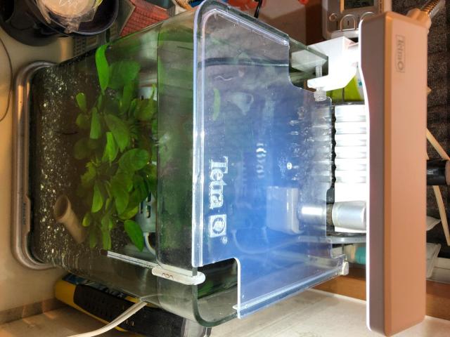 テトラ (Tetra) LEDミニエコライト ライト アクアリウム 熱帯魚 メダカ 金魚 < ペット/手芸/園芸  テトラ (Tetra) LEDミニエコライト ライト アクアリウム 熱帯魚 メダカ 金魚 < ペット/手芸/園芸の