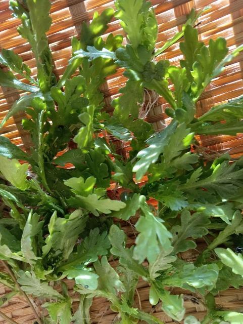 姫春菊の強化苗10株セット+安心安全匿名配送です\(^o^)/ < ペット/手芸/園芸 姫春菊の強化苗10株セット+安心安全匿名配送です\(^o^)/ < ペット/手芸/園芸の