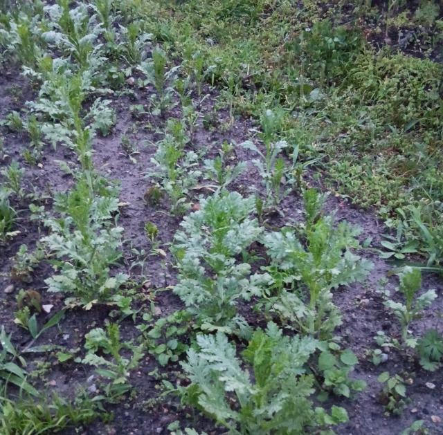 姫春菊の強化苗10株セット+安心安全匿名配送です\(^o^)/ < ペット/手芸/園芸 姫春菊の強化苗10株セット+安心安全匿名配送です\(^o^)/ < ペット/手芸/園芸の