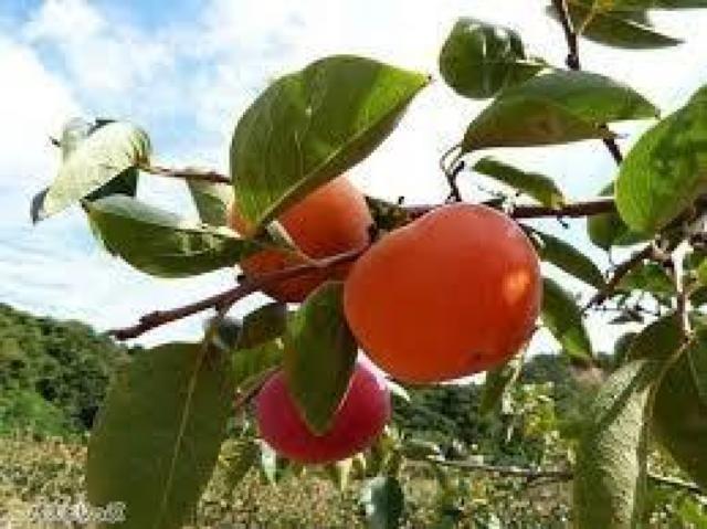 高級、甘柿と梅の木と、21種の花と野菜の種お試しセットです。安心匿名の全国送料無料です\(^o^)/ < ペット/手芸/園芸  高級、甘柿と梅の木と、21種の花と野菜の種お試しセットです。安心匿名の全国送料無料です\(^o^)/  < ペット/手芸/園芸の