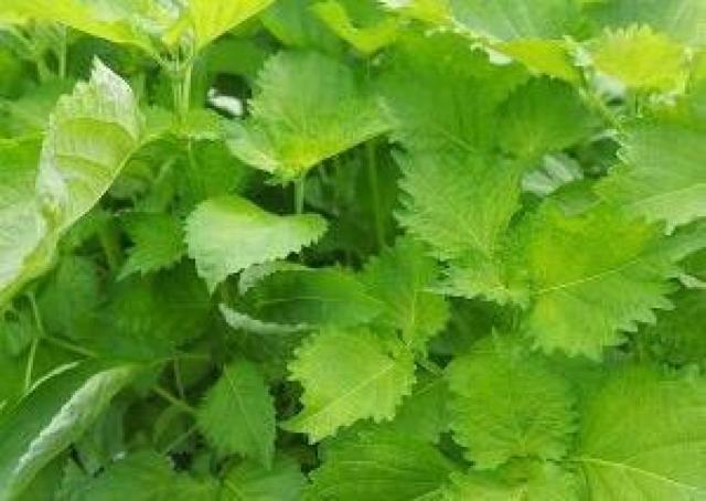 高級、甘柿と梅の木と、21種の花と野菜の種お試しセットです。安心匿名の全国送料無料です\(^o^)/ < ペット/手芸/園芸  高級、甘柿と梅の木と、21種の花と野菜の種お試しセットです。安心匿名の全国送料無料です\(^o^)/ < ペット/手芸/園芸の