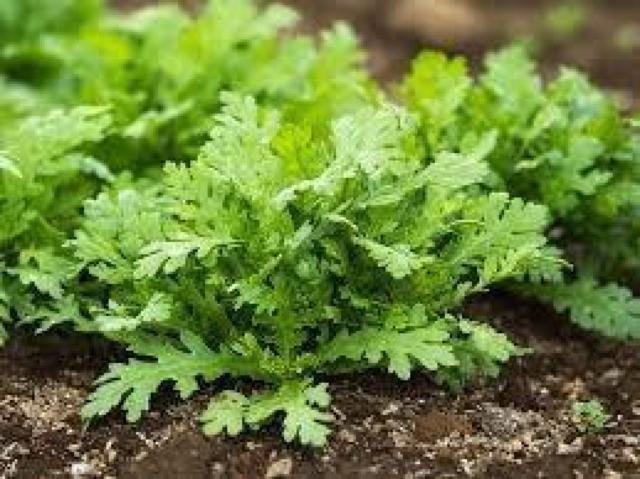 高級、甘柿と梅の木と、21種の花と野菜の種お試しセットです。安心匿名の全国送料無料です\(^o^)/ < ペット/手芸/園芸  高級、甘柿と梅の木と、21種の花と野菜の種お試しセットです。安心匿名の全国送料無料です\(^o^)/ < ペット/手芸/園芸の