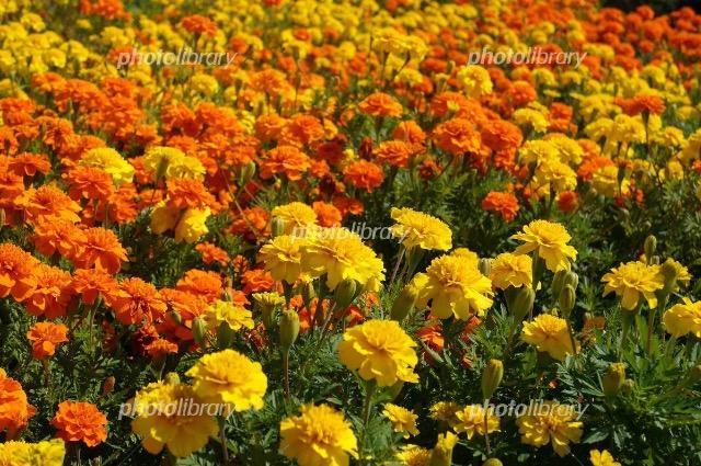高級、甘柿と梅の木と、21種の花と野菜の種お試しセットです。安心匿名の全国送料無料です\(^o^)/ < ペット/手芸/園芸  高級、甘柿と梅の木と、21種の花と野菜の種お試しセットです。安心匿名の全国送料無料です\(^o^)/ < ペット/手芸/園芸の