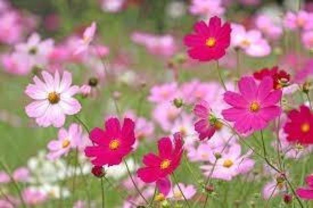 高級、甘柿と梅の木と、21種の花と野菜の種お試しセットです。安心匿名の全国送料無料です\(^o^)/ < ペット/手芸/園芸  高級、甘柿と梅の木と、21種の花と野菜の種お試しセットです。安心匿名の全国送料無料です\(^o^)/ < ペット/手芸/園芸の