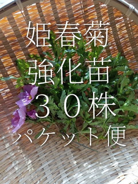 姫春菊の強化苗30株セット+安心安全匿名配送です\(^o^)/ < ペット/手芸/園芸 姫春菊の強化苗30株セット+安心安全匿名配送です\(^o^)/ < ペット/手芸/園芸の