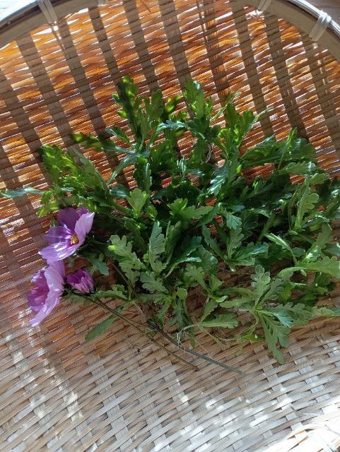 姫春菊の強化苗30株セット+安心安全匿名配送です\(^o^)/ < ペット/手芸/園芸 姫春菊の強化苗30株セット+安心安全匿名配送です\(^o^)/ < ペット/手芸/園芸の