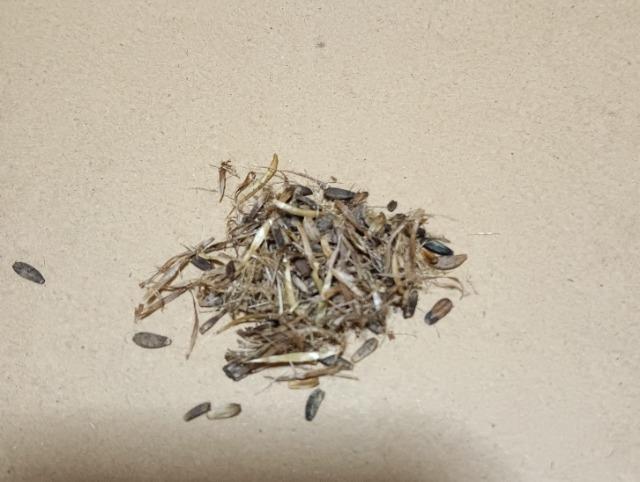 里芋の種子100粒+安心安全匿名配送です\(^o^)/ < ペット/手芸/園芸 里芋の種子100粒+安心安全匿名配送です\(^o^)/ < ペット/手芸/園芸の