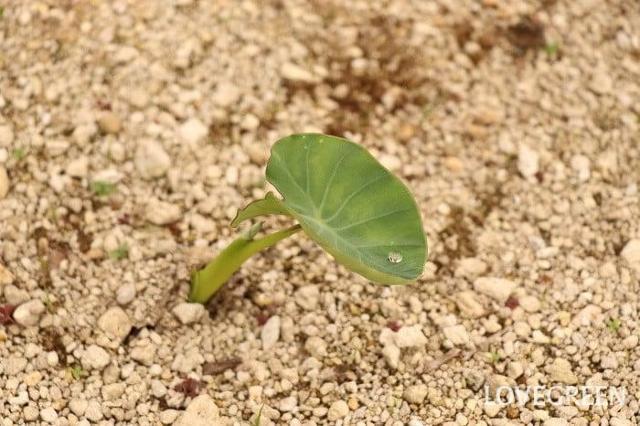里芋の種子100粒+安心安全匿名配送です\(^o^)/ < ペット/手芸/園芸 里芋の種子100粒+安心安全匿名配送です\(^o^)/ < ペット/手芸/園芸の