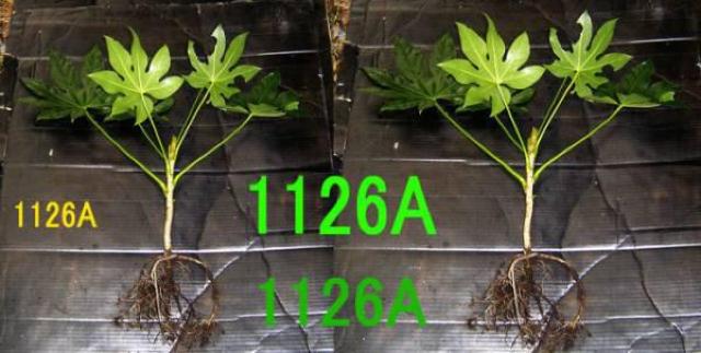 ヤツデ < ペット/手芸/園芸  ヤツデ  < ペット/手芸/園芸の