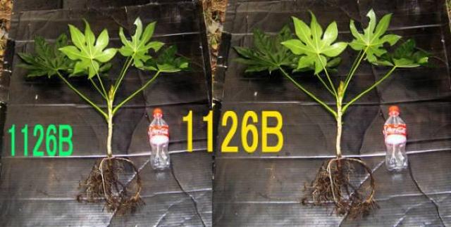 ヤツデ < ペット/手芸/園芸  ヤツデ < ペット/手芸/園芸の