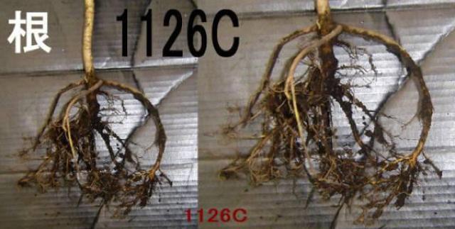 ヤツデ < ペット/手芸/園芸  ヤツデ < ペット/手芸/園芸の