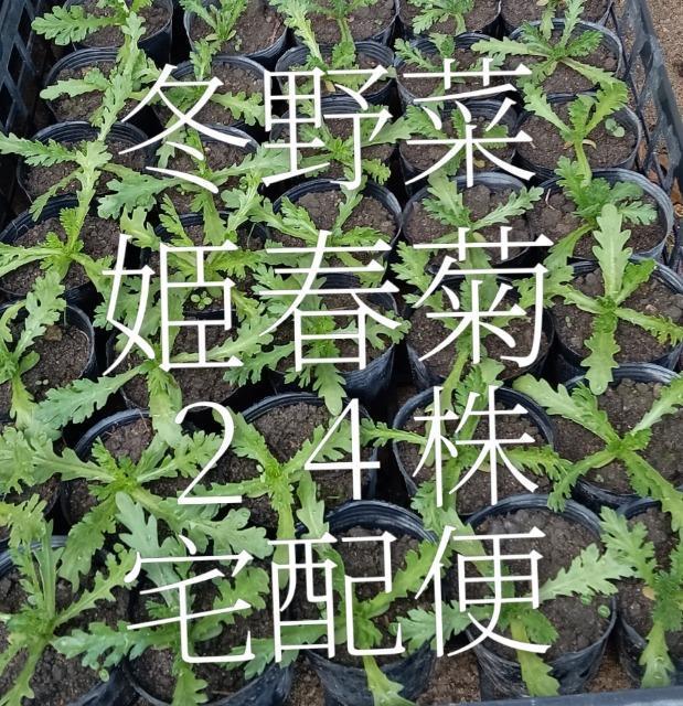 姫春菊の強化苗24株セット+ポット苗宅配便+安心安全匿名配送です\(^o^)/ < ペット/手芸/園芸 姫春菊の強化苗24株セット+ポット苗宅配便+安心安全匿名配送です\(^o^)/ < ペット/手芸/園芸の