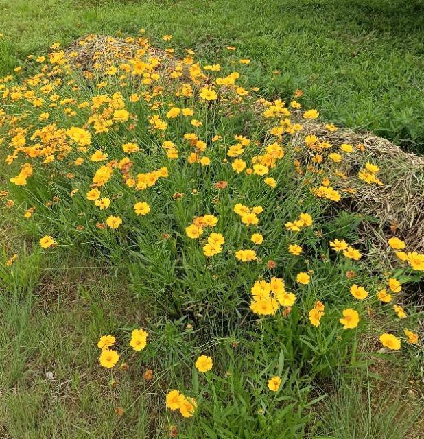 野花の花種1000粒+安心安全匿名配送です\(^o^)/ < ペット/手芸/園芸 野花の花種1000粒+安心安全匿名配送です\(^o^)/ < ペット/手芸/園芸の