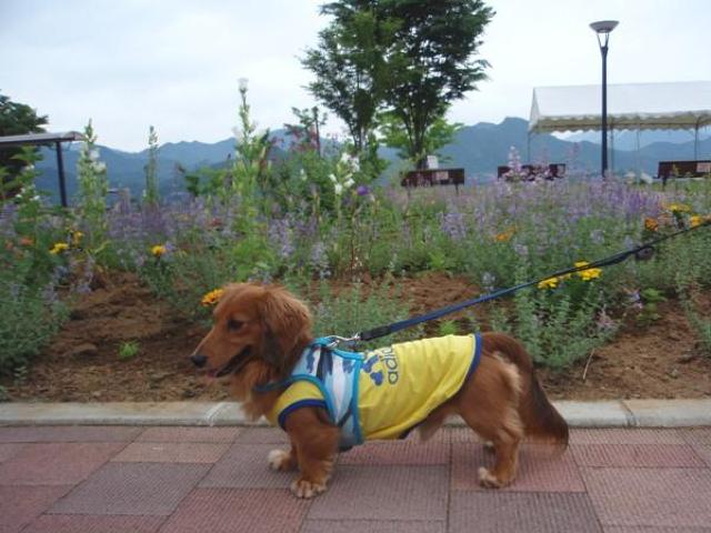 adidog^Ngbv 2 (SS) XJCu[Vi `2kg  ybg/|/| 