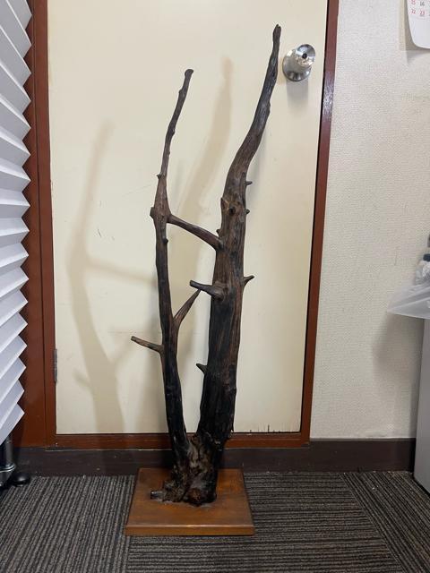 �y������101cm�z�V�R�� ���؃I�u�W�F ����t�� ��_�� �a���_�� �C���e���A  �� �C���e���A/���C�t�� 