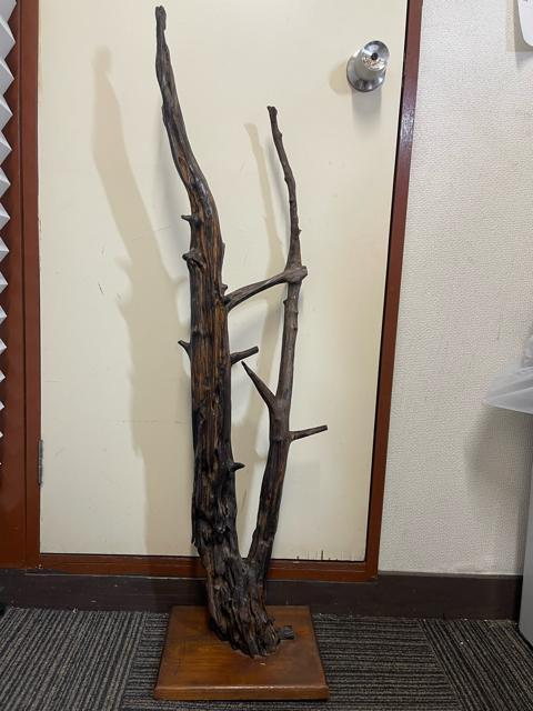 �y������101cm�z�V�R�� ���؃I�u�W�F ����t�� ��_�� �a���_�� �C���e���A �� �C���e���A/���C�t�� 