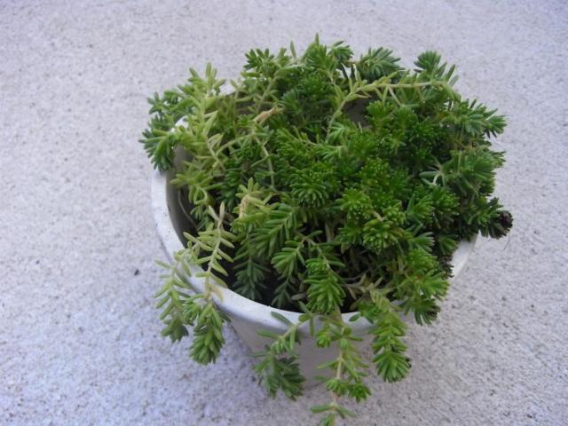 多肉植物・セダム パリダム < ペット/手芸/園芸  多肉植物・セダム パリダム  < ペット/手芸/園芸の