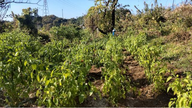 ؍hqƃGS}̃Zbg  ybg/|/| 