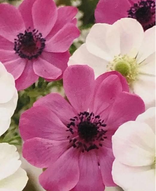 Anemone and snow drop 球根セット < ペット/手芸/園芸 Anemone and snow drop 球根セット < ペット/手芸/園芸の