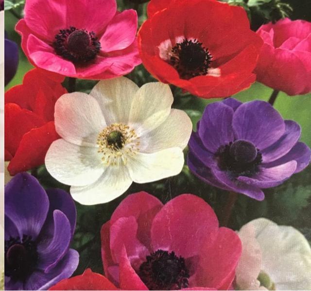 Anemone and snow drop 球根セット < ペット/手芸/園芸 Anemone and snow drop 球根セット < ペット/手芸/園芸の