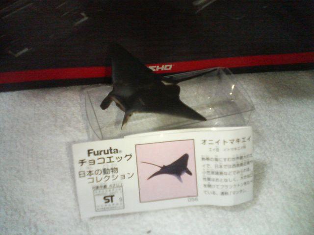 フルタ 日本の動物3 オニイトマキエイ ダイバーの憧れマンタ < ホビー フルタ 日本の動物3 オニイトマキエイ ダイバーの憧れマンタ < ホビーの