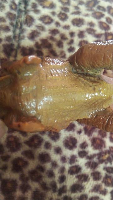 ���L���O�R���O�E�e�B���m�T�E���X�� �� �z�r�[�� 