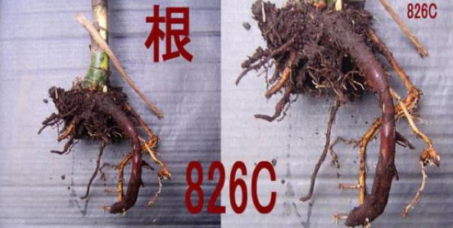 ヤシ科の植物+タニワタリ苗5本 < ペット/手芸/園芸  ヤシ科の植物+タニワタリ苗5本 < ペット/手芸/園芸の