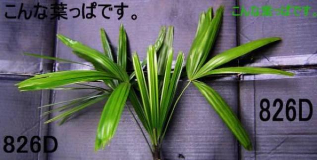 ヤシ科の植物+タニワタリ苗5本 < ペット/手芸/園芸  ヤシ科の植物+タニワタリ苗5本 < ペット/手芸/園芸の