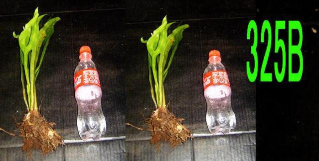 ヤシ科の植物+タニワタリ苗5本 < ペット/手芸/園芸  ヤシ科の植物+タニワタリ苗5本 < ペット/手芸/園芸の