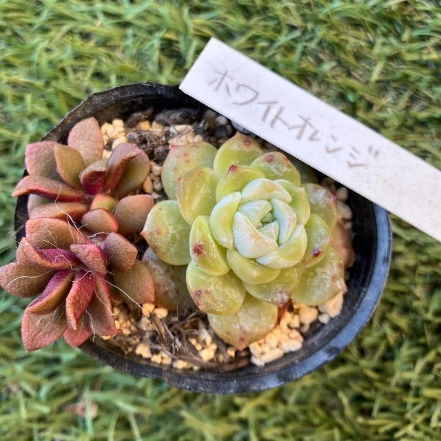 �z���C�g�I�����W ���� ������ 2�c �����A�� �����c ���`���` �؍��c  �� �y�b�g/��|/���|�� 