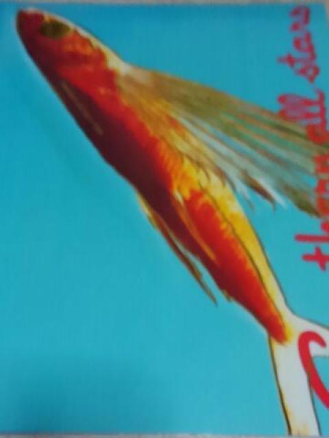 SAS  真夏の夜の夢1988大復活祭 パンフレット < タレントグッズ  SAS  真夏の夜の夢1988大復活祭 パンフレット  < タレントグッズの