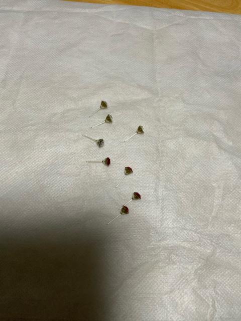 ◆未使用◆赤とクリスタルの樹脂製ピアス8個 < 女性アクセサリー/時計  ◆未使用◆赤とクリスタルの樹脂製ピアス8個 < 女性アクセサリー/時計の