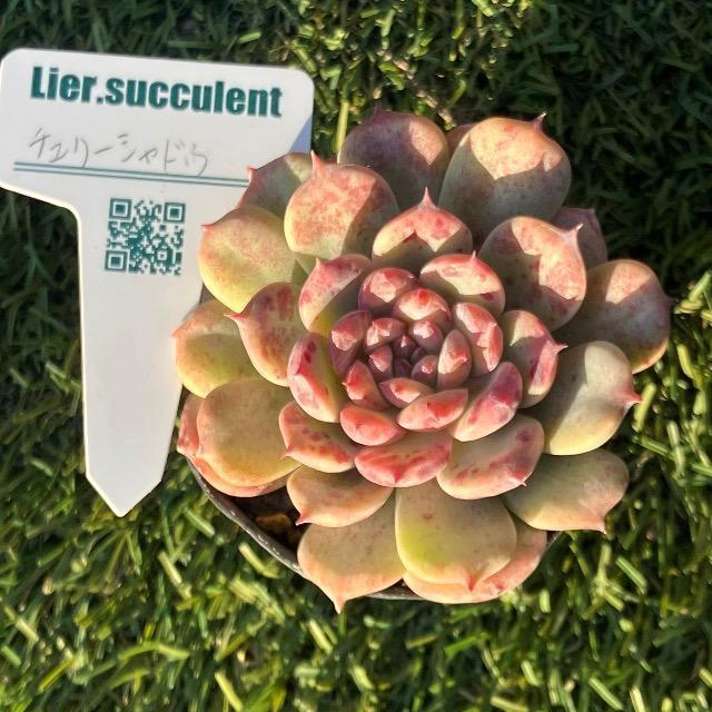 チェリーシャドウ 多肉 多肉植物 抜き苗 リエール苗 ピンク多肉 < ペット/手芸/園芸 チェリーシャドウ 多肉 多肉植物 抜き苗 リエール苗 ピンク多肉 < ペット/手芸/園芸の