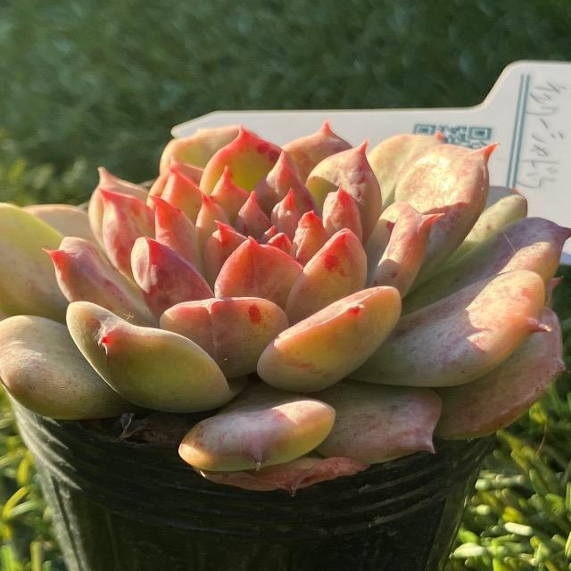 チェリーシャドウ 多肉 多肉植物 抜き苗 リエール苗 ピンク多肉 < ペット/手芸/園芸 チェリーシャドウ 多肉 多肉植物 抜き苗 リエール苗 ピンク多肉 < ペット/手芸/園芸の