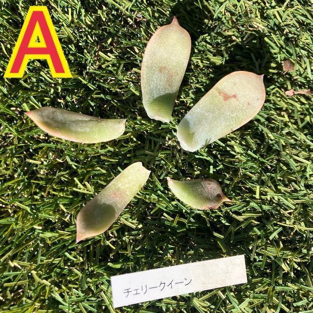 A チェリークイーン 葉っぱ 葉挿し 5枚 ピンク多肉 チェリークィーン < ペット/手芸/園芸 A チェリークイーン 葉っぱ 葉挿し 5枚 ピンク多肉 チェリークィーン < ペット/手芸/園芸の