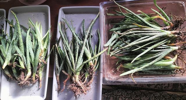 ◆アロエベラ 苗 多肉植物 抜き苗 10〜15cm 3株 無農薬 < ペット/手芸/園芸  ◆アロエベラ 苗 多肉植物 抜き苗 10〜15cm 3株 無農薬  < ペット/手芸/園芸の