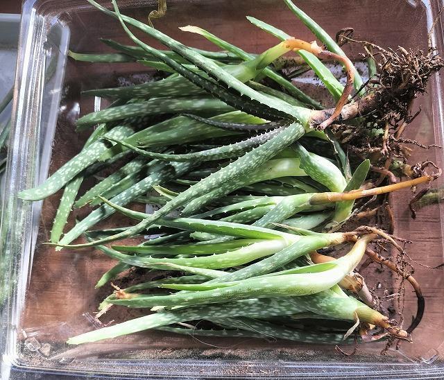 ◆アロエベラ 苗 多肉植物 抜き苗 10〜15cm 3株 無農薬 < ペット/手芸/園芸  ◆アロエベラ 苗 多肉植物 抜き苗 10〜15cm 3株 無農薬 < ペット/手芸/園芸の