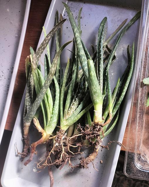 ◆アロエベラ 苗 多肉植物 抜き苗 10〜15cm 3株 無農薬 < ペット/手芸/園芸  ◆アロエベラ 苗 多肉植物 抜き苗 10〜15cm 3株 無農薬 < ペット/手芸/園芸の