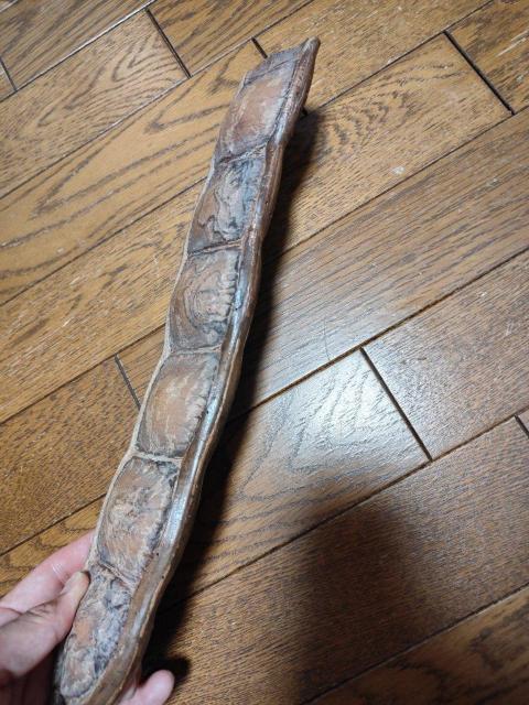 もだま 藻玉 モダマ 世界最大の豆 ドライフラワー < インテリア/ライフ  もだま 藻玉 モダマ 世界最大の豆 ドライフラワー < インテリア/ライフの