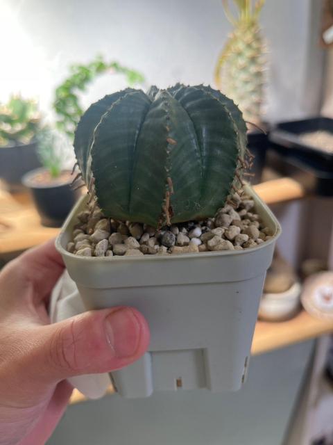 多肉植物 ユーフォルビア バリダ 鉢植え 現品 < インテリア/ライフ 多肉植物 ユーフォルビア バリダ 鉢植え 現品 < インテリア/ライフの