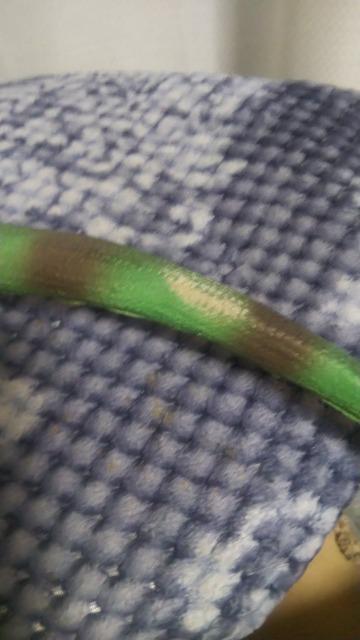 ★グリーンイグアナ★ビッグサイズ < ホビー  ★グリーンイグアナ★ビッグサイズ < ホビーの