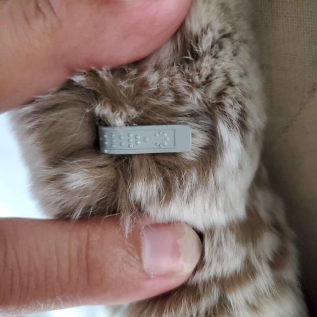 込み★普段着としても!ふっかふか!毛皮ヌートリアジャケットコート★ < 女性ファッション 込み★普段着としても!ふっかふか!毛皮ヌートリアジャケットコート★ < 女性ファッションの