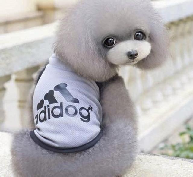 adidog メッシュタンクトップ XL グレー★新品 〜5kg位 < ペット/手芸/園芸 adidog メッシュタンクトップ XL グレー★新品 〜5kg位 < ペット/手芸/園芸の