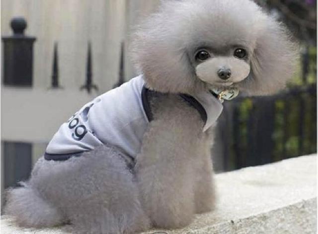 adidog メッシュタンクトップ XL グレー★新品 〜5kg位 < ペット/手芸/園芸 adidog メッシュタンクトップ XL グレー★新品 〜5kg位 < ペット/手芸/園芸の